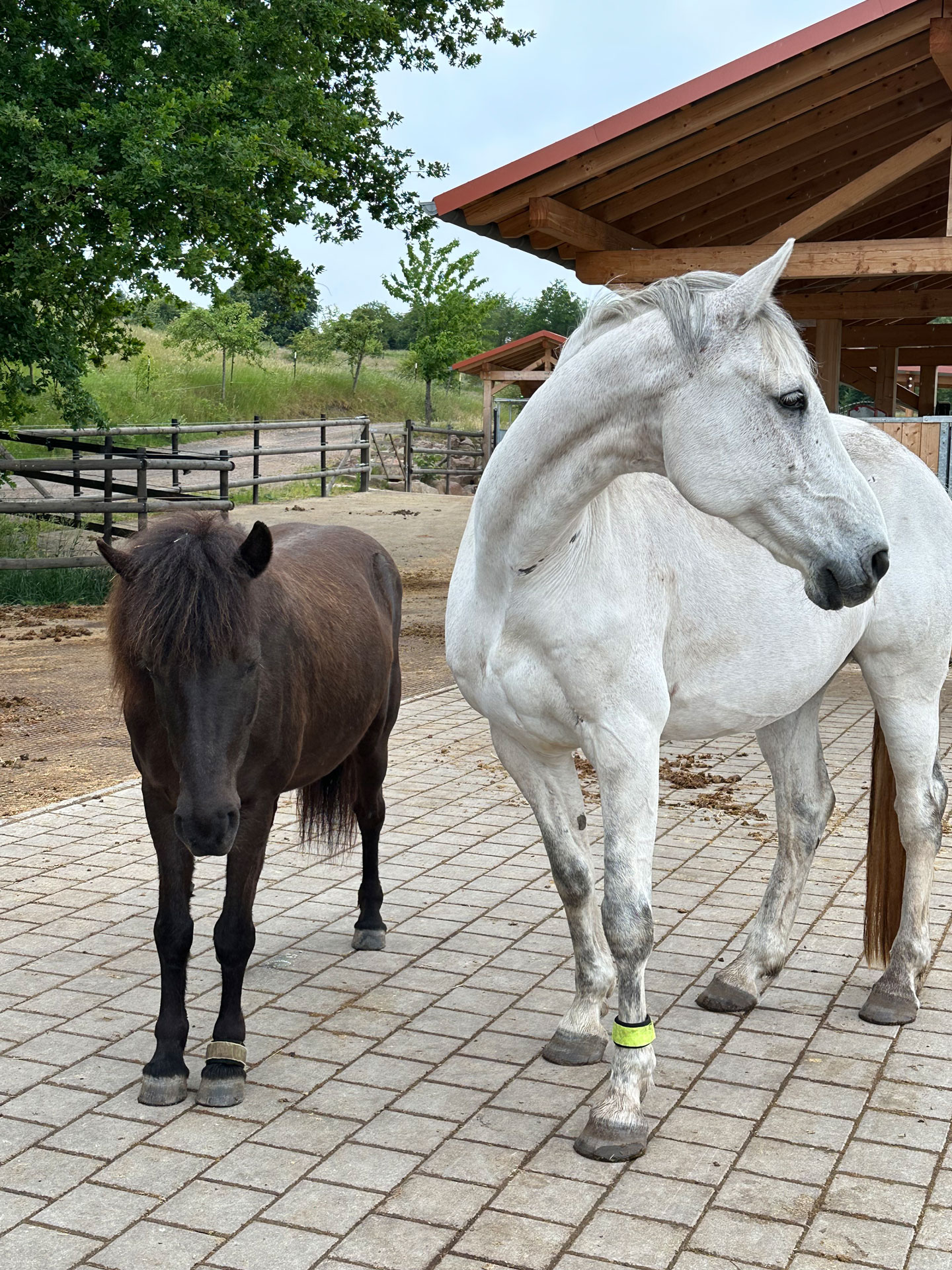 AktivstallZyrull_Pferde_IMG_2046