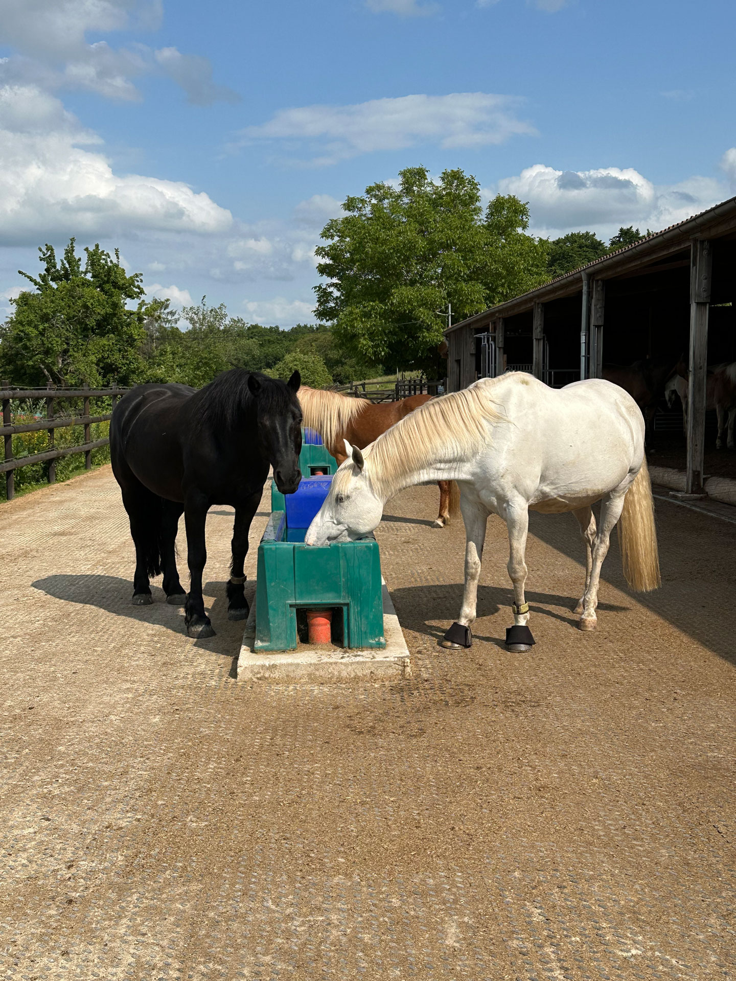 AktivstallZyrull_Pferde_IMG_2099