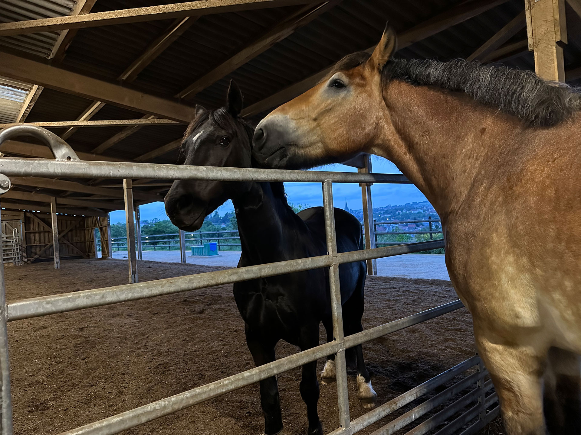 AktivstallZyrull_Pferde_IMG_2103