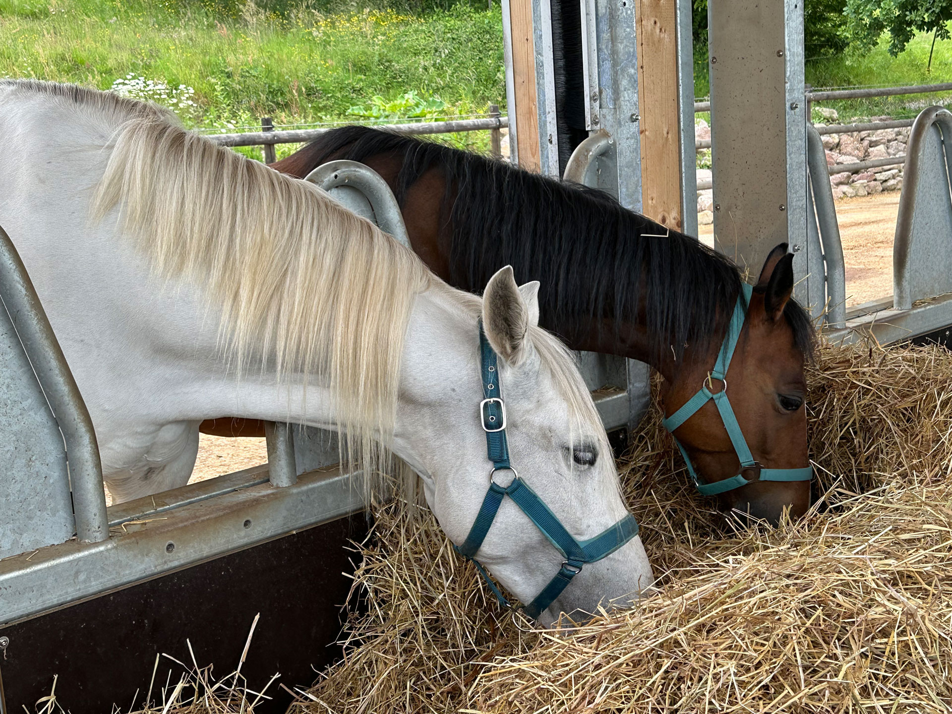 AktivstallZyrull_Pferde_MG_2074